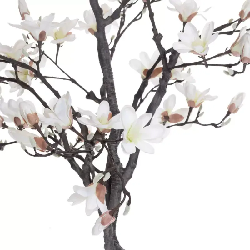 Magnolia Tre